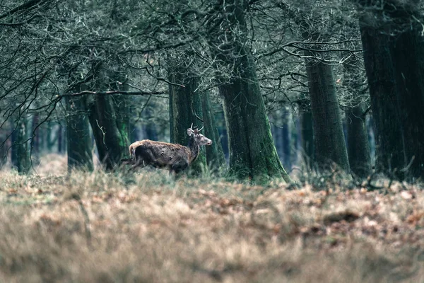 Cervo rosso che cammina nella foresta . — Foto Stock