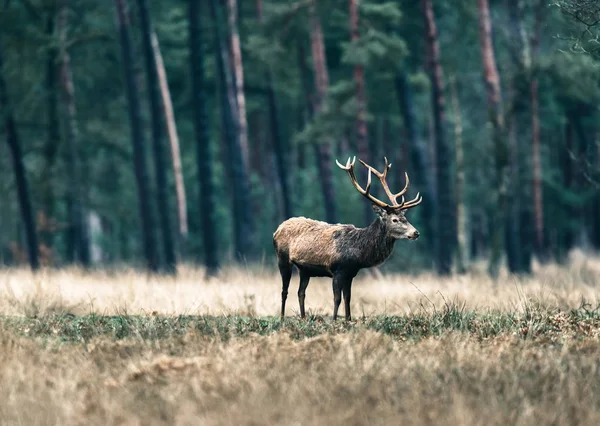 En kronhjort stag — Stockfoto