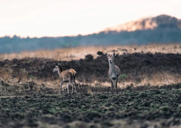 Twee rode herten doe bij zonsondergang. — Stockfoto