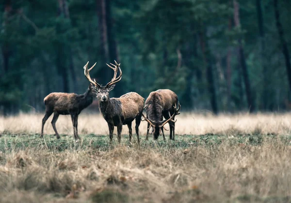 Drie rode herten in het bos, weide. — Stockfoto