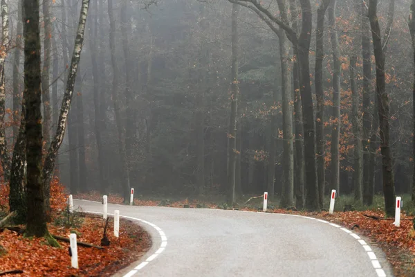 Дорога с поворотом в туманном лесу . — стоковое фото