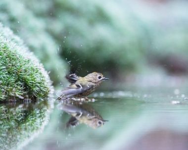Havuzda yüzme Çalıkuşu.