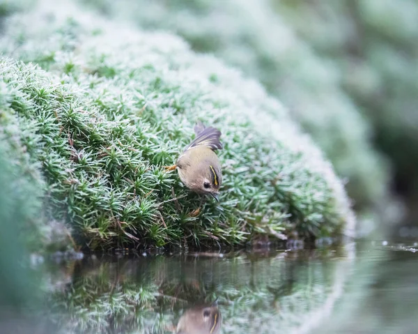 Goldcrest siede sul muschio — Foto Stock