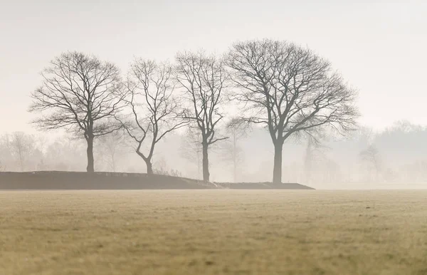 Trees in misty meadow. — Stock Photo, Image