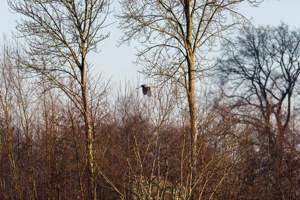 Airone azzurro lungo una fila di alberi . — Foto Stock