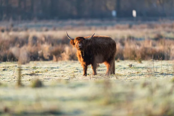 Highland cow in field. — Stock Photo, Image