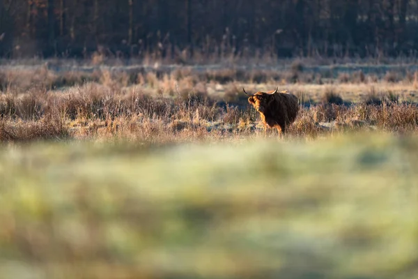 Bovini delle Highlands tra erba alta . — Foto Stock