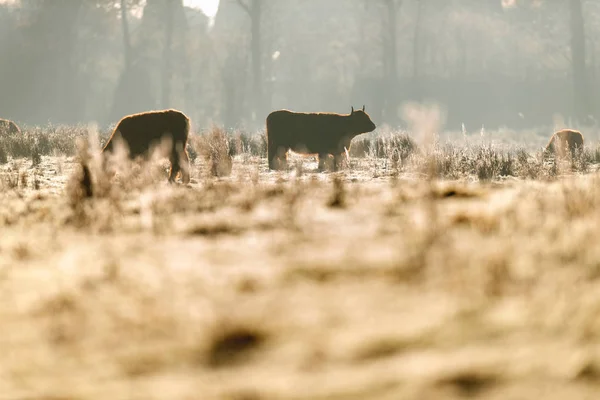 Silhouette de bovins des hautes terres — Photo