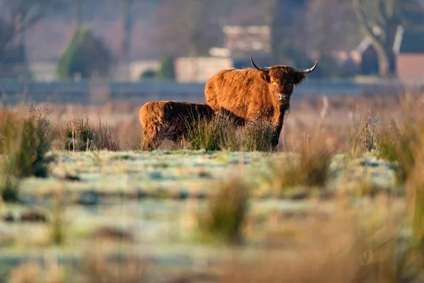 Highland cow with calf — Stock Photo, Image