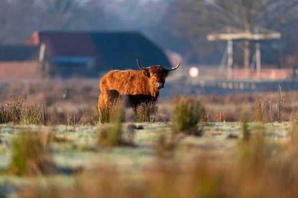 Mucca di montagna con vitello — Foto Stock