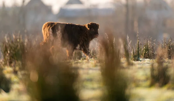 Veau des Highlands marchant dans la prairie — Photo