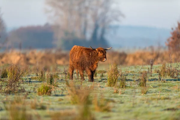 Highland cattle in tall grass — Stock Photo, Image