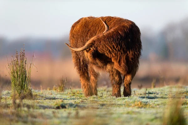 Горный скот, стоящий на лугу — стоковое фото