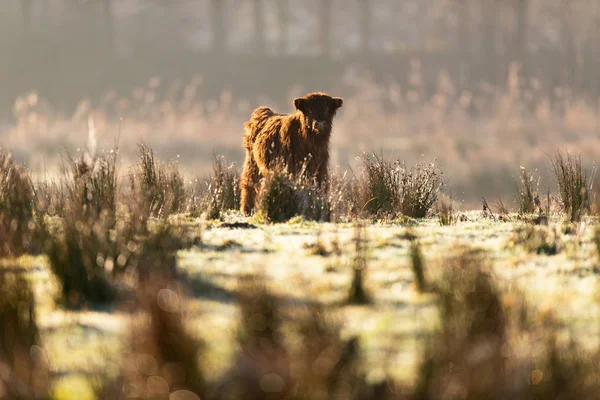 Roztomilý highland tele — Stock fotografie