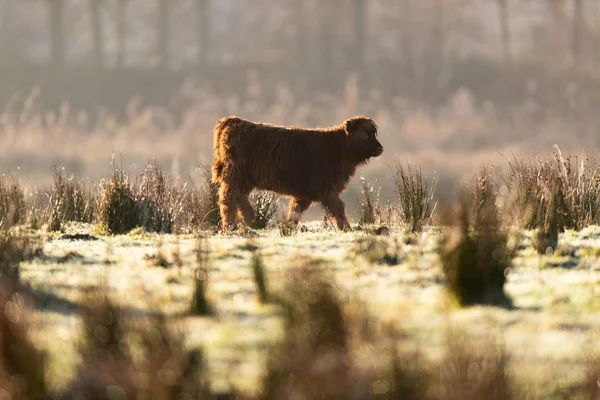 Highland calf walking in meadow — Stock Photo, Image