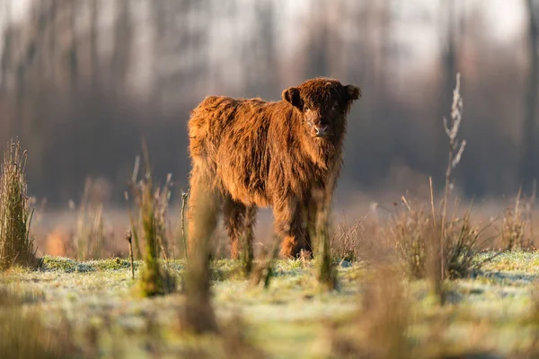 Mignon veau des hautes terres — Photo