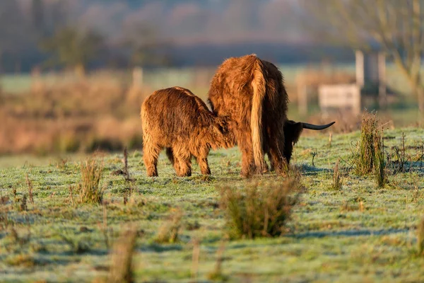 Vitello dell'altopiano con mucca madre . — Foto Stock