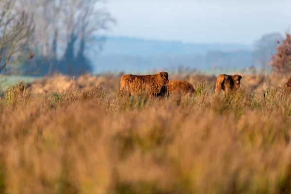 Bovinos das terras altas no prado — Fotografia de Stock