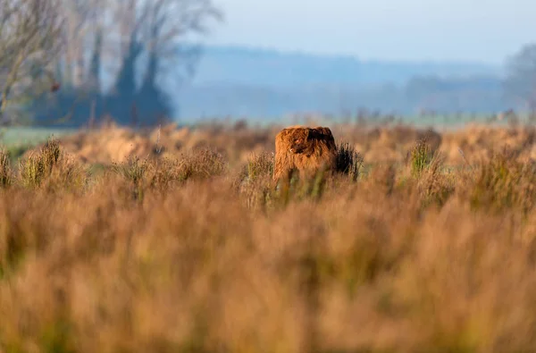 Genç Highland sığır — Stok fotoğraf