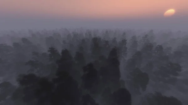 Sık çam ormanı içinde sis — Stok fotoğraf