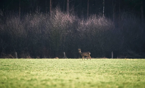 Herten staande in groene veld. — Stockfoto