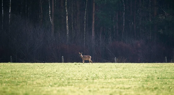 緑のフィールドで鹿の立っています。. — ストック写真