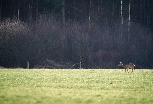 Deer standing in green field. — Stock Photo, Image