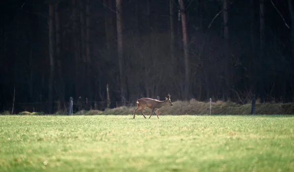 Cerf debout dans un champ vert . — Photo