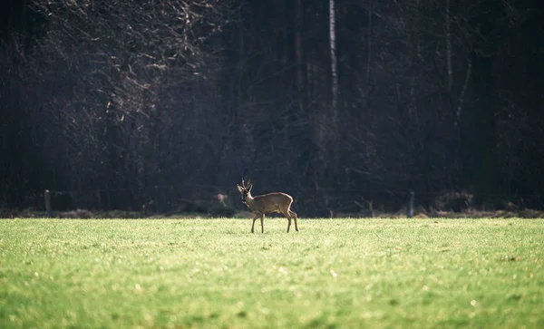 Cerf debout dans un champ vert . — Photo