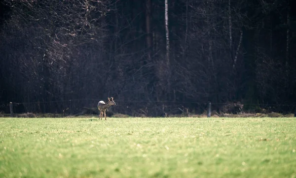 Deer stojí v zeleném poli. — Stock fotografie