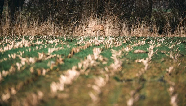 Cerfs marchant dans l'herbe verte — Photo