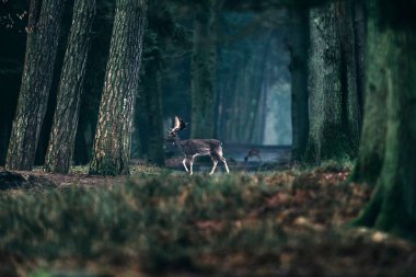 Ormandaki geyik geçiş yolu.