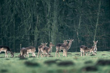 Geyik ayakta çayırda