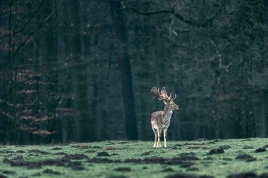 Alageyik buck orman çayırda. 