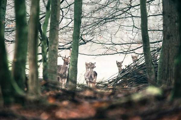 Grup geyik ağaçları arasında. — Stok fotoğraf