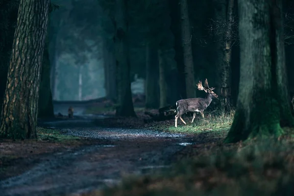 Reh überquert Weg im Wald. — Stockfoto