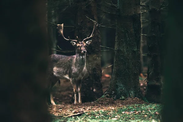 Fallow rusa buck between trees . — Stok Foto