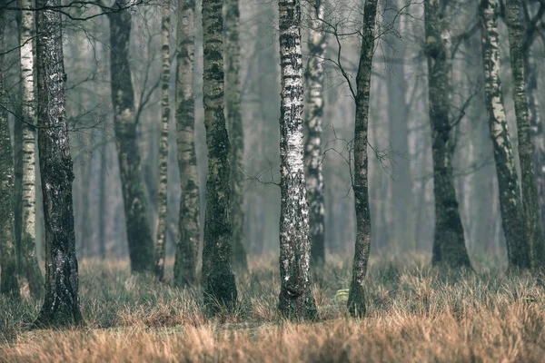 Trunks of birches trees in forest. — Stock Photo, Image