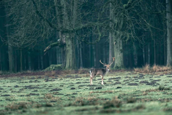 Fallow deer buck in forest meadow. — Stock Photo, Image