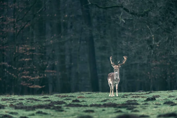 Daino buck nel prato della foresta . — Foto Stock