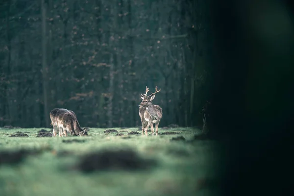 Deer standing in meadow — Stock Photo, Image
