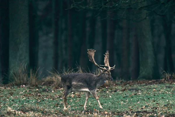Damherten buck in bos weide. — Stockfoto