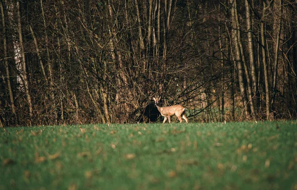 Cerfs marchant dans l'herbe verte — Photo