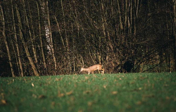 Deer walking in green grass — Stock Photo, Image