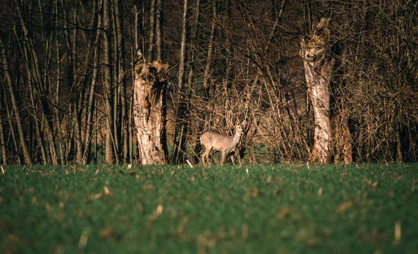 Cerfs marchant dans l'herbe verte — Photo