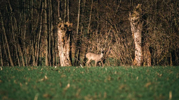 Yeşil çim yürüyüş geyik — Stok fotoğraf