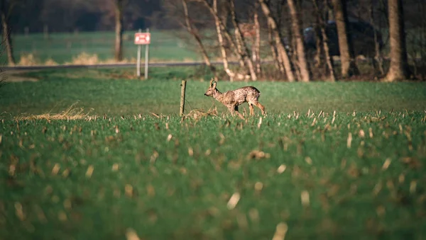 Cerf avec bois près de l'autoroute — Photo