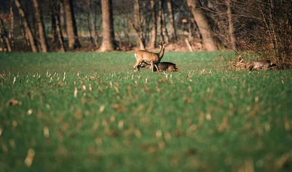 Cerfs dans la prairie verte — Photo