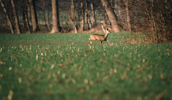 Cerfs marchant dans l'herbe verte — Photo