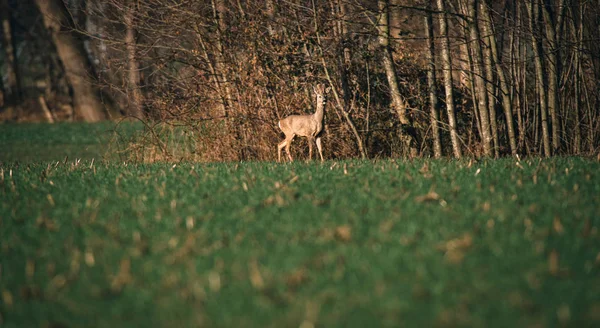 Олень ходит по зеленой траве — стоковое фото